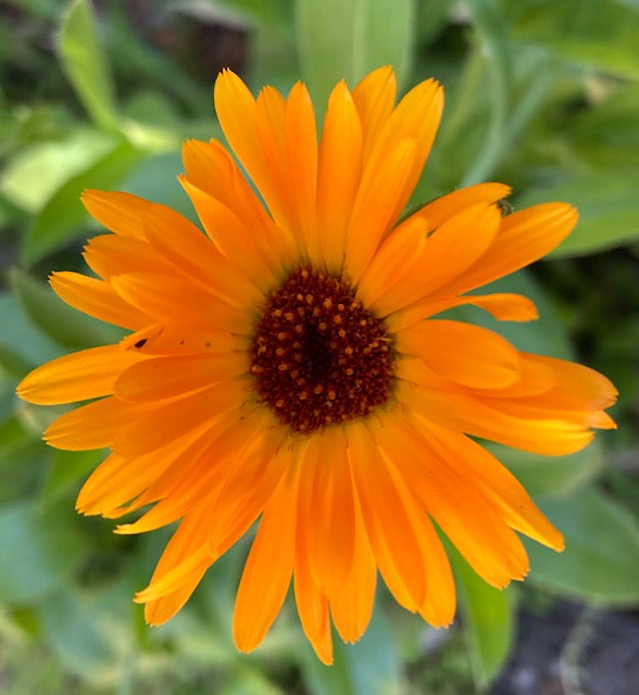 Rose-Calendula Cream